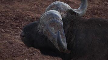 buffalo starling flew in and sat on the buffalo close-up horns video