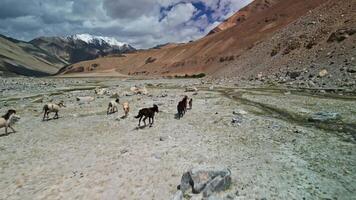 manada de caballos corriendo en el montañoso zona de Tíbet video