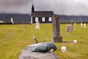 the famous black church of Budir in Iceland photo