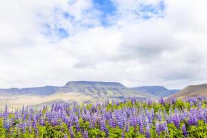 landscape of a large field of lupins in iceland photo