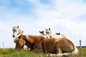 group of horses while grazing in the iceland plain photo