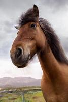 group of horses while grazing in the iceland plain photo