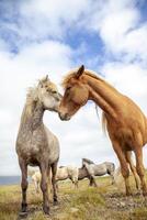 group of horses while grazing in the iceland plain photo