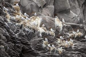 group of Icelandic seagulls on a rocks photo