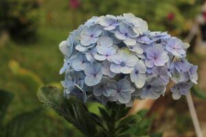 blue flowers and hydrangeas photo