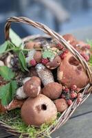 Freshly picked various edible porcini mushrooms and boletus in a wicker basket photo