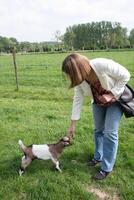 Young woman plays with goat kids, feeding them, sun shining over farm in background, photo