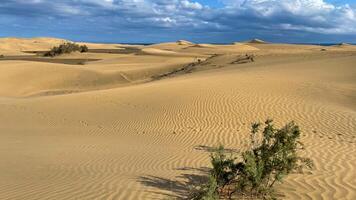 Dunes at Maspalomas. Sand and Sky in the Desert. Canary islands. Dry Climate photo