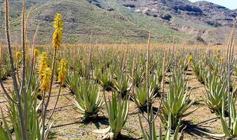 Canarian aloe vera farm, aloe vera blooming in mountains. Dry climate photo