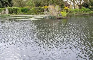 Pond in a Park with Ripples and Reflections photo