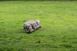 Sheep Eating on a Green Grass photo