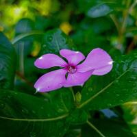 purple flower close up shot photo