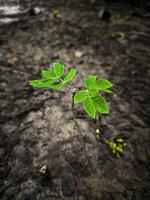 cerca arriba Disparo de un pequeño planta foto