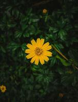 vibrant yellow daisy blossom close up photo