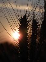 Beautiful wheat field at sunset photo