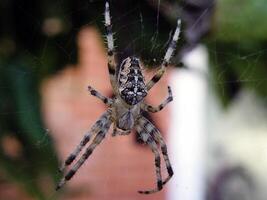 bonito araña de cerca foto