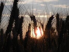 Beautiful wheat field at sunset photo