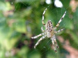 Spider closeup on Green Background photo