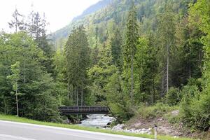 pino bosque en el Alpes foto