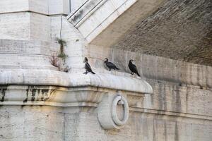 genial cormoranes en un puente en Roma, Italia foto