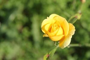 Beautiful yellow roses, nice flowers photo