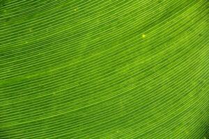 Green leaf texture background photo