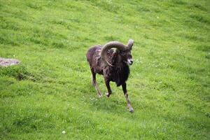 Alpine Capricorn Antler Aries Running with horns photo