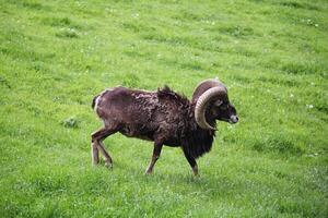 Alpine Capricorn Antler Aries Running with horns photo