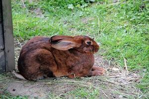 Beautiful Alpine Wild Rabbit in grass photo