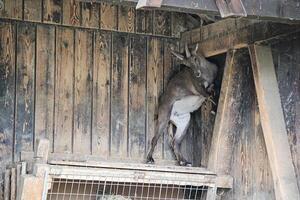 Alpine Animal Park or Zoo in Bregenz. Alpenwildpark Pfander. photo