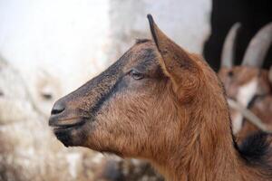 Goat face close up photo