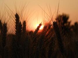 Beautiful wheat field at sunset photo