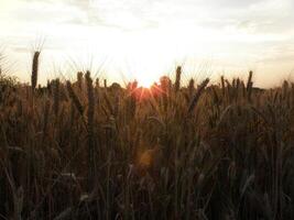 Beautiful wheat field at sunset photo