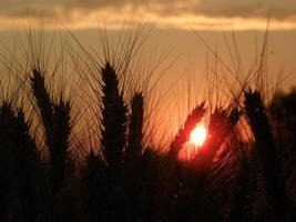 Beautiful wheat field at sunset photo