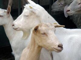 Goat Face Close Up photo