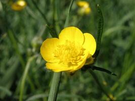Beautiful buttercup flower photo