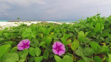 skön panorama statisk tid upphöra av grönska och lila blommor på vit sand strand , blå molnig himmel och turkos hav vatten i lugna morgon.avkopplande atmosfär Nej turist video