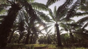 palm olie plantage en ochtend- zonlicht tijd vervallen panorama video