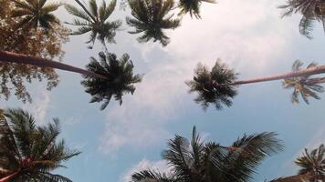 Static abstract iconic timelapse scenic of palm trees against bright blue sky with scattered clouds on sunny day, tropical island beach 4K banner copy space bright background video