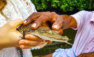 bebé cocodrilo desde el manglares en mano en sri lanka. foto