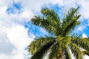 Tropical palm trees palms tree plants in Alajuela Costa Rica. photo