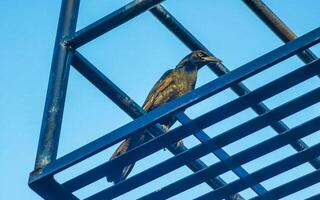 Great tailed Grackle bird on power pole cable ladder stairs. photo