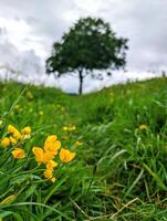Beautiful scene with one lonely tree at the end of green meadow with yellow flowers, nature background, seasonal, environment photo