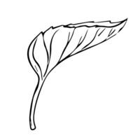 Hand drawn tree leaves in doodle style painted by black inks. vector