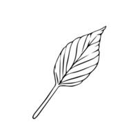 Hand drawn tree leaves in doodle style painted by black inks. vector