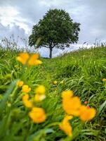 Beautiful scene with one lonely tree at the end of green meadow with yellow flowers, nature background, seasonal, environment photo