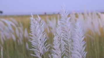 Closeup focus Blooming Kans grass Saccharum spontaneum flowers. Blowing in the wind with a blue sky. video