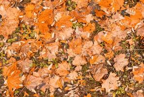 Colorful autumnal foliage, seasonal nature texture. Yellow leaves in forest during fall season photo