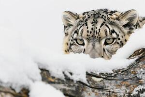 Siberian tiger in winter, majestic predator in snow. Closeup of fierce feline, endangered big cat in photo