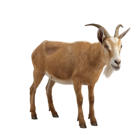 a goat standing on a transparent background. png